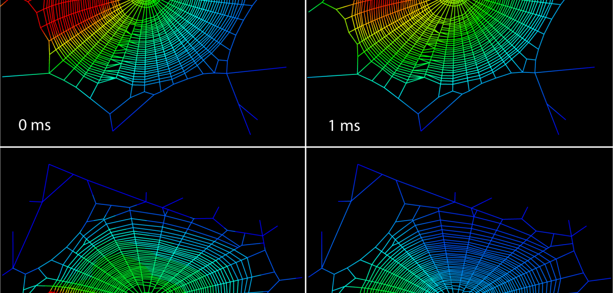 Tuning The Instrument: Spider Webs As Vibration Transmission Structures ...